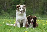 BORDER COLLIE 1018